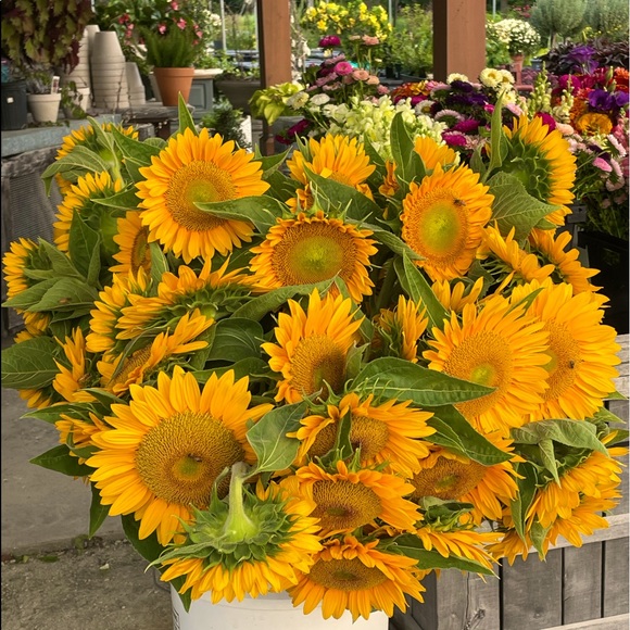 Meet your Posher, Ellen - Picture 1 of 1